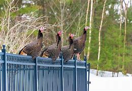 turkeys voting for christmas
